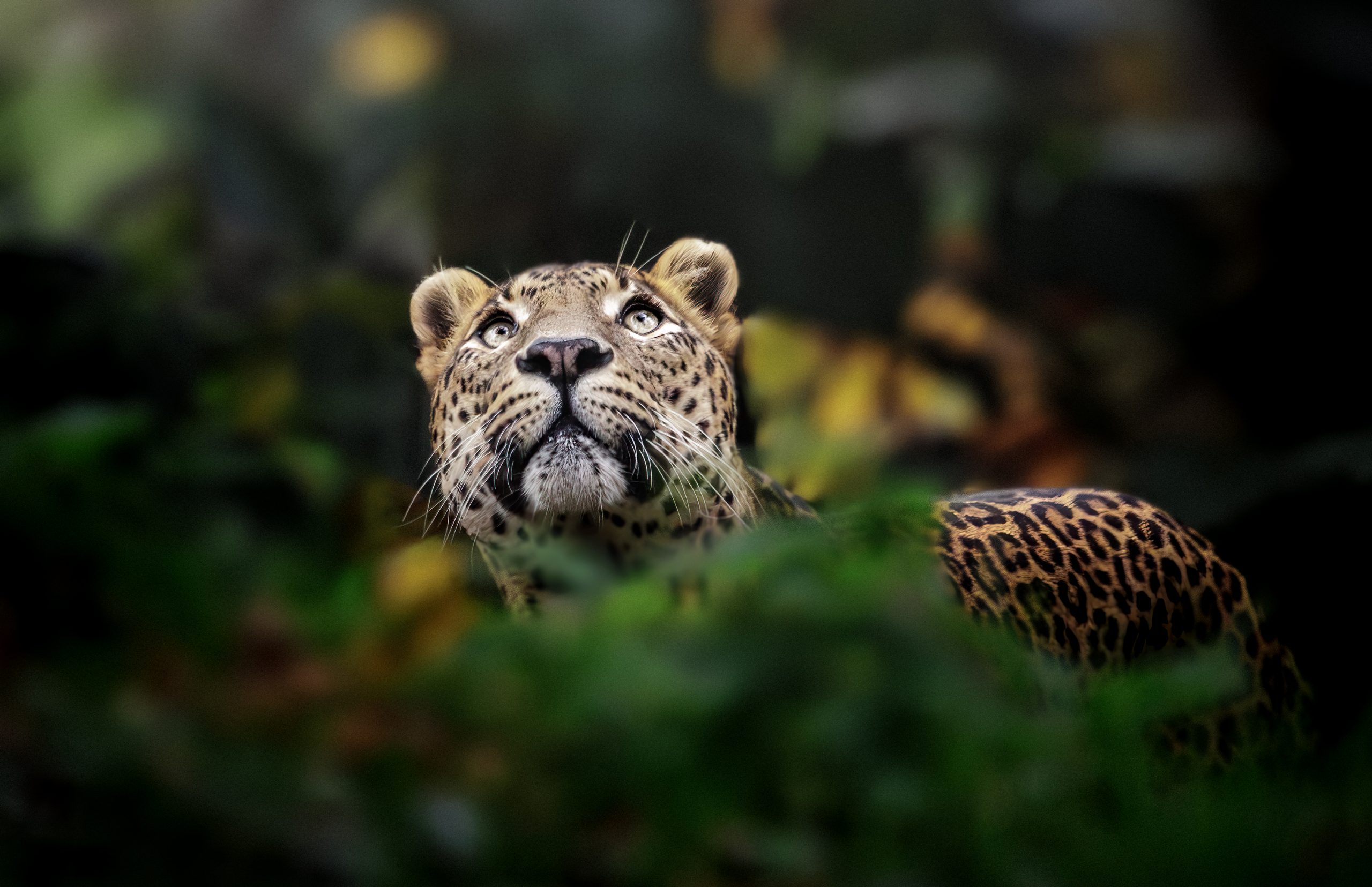 Sri Lankan Leopard - Thomas Harris