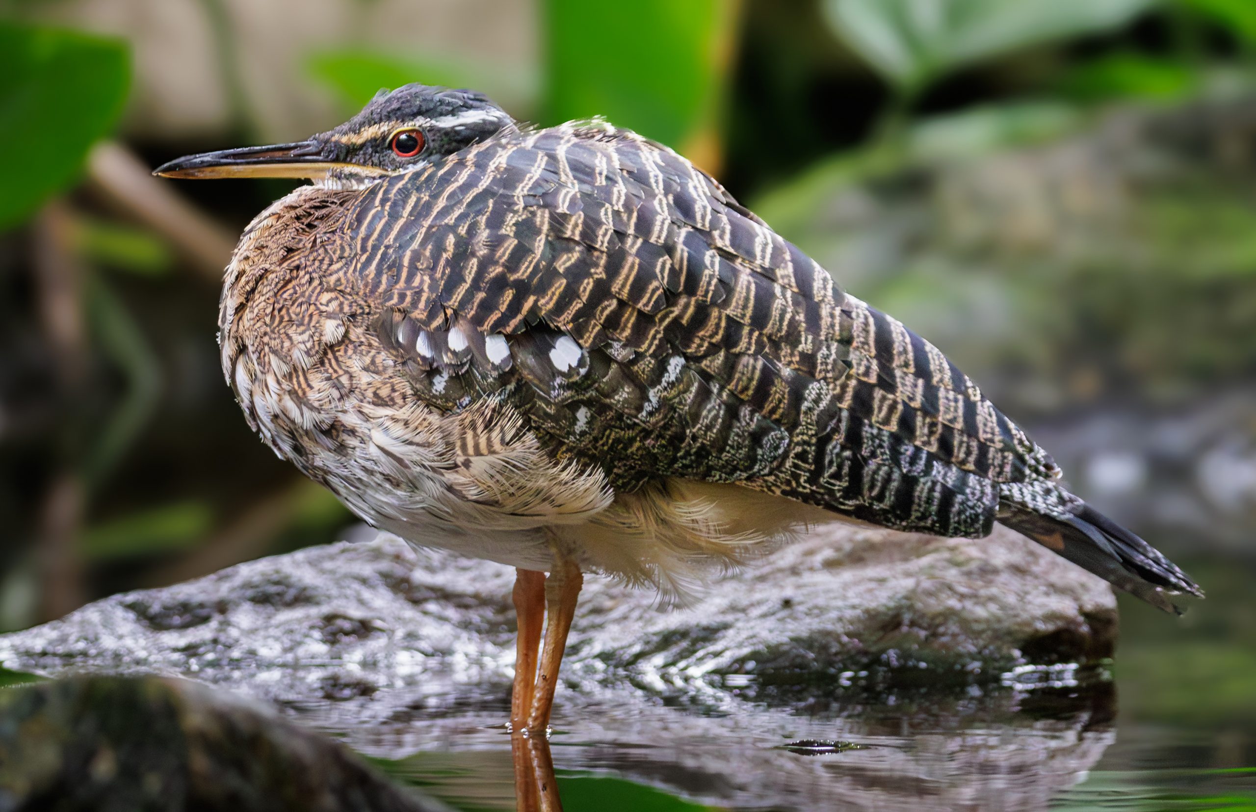 Sunbittern - Thomas Harris